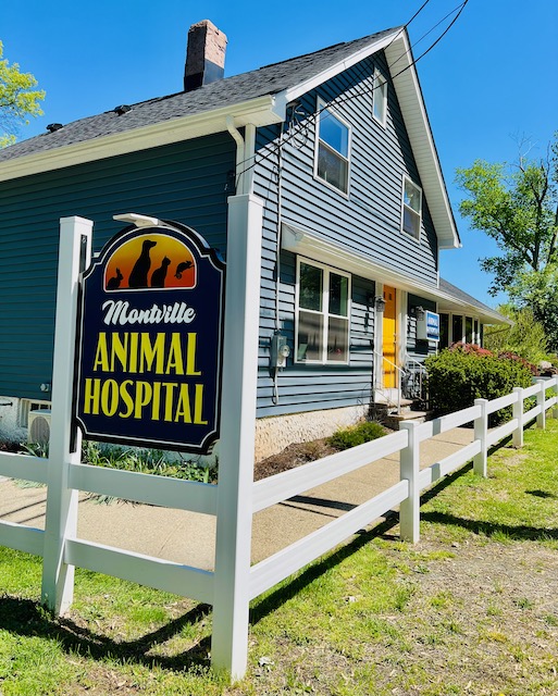 Veterinarian in Towaco, NJ